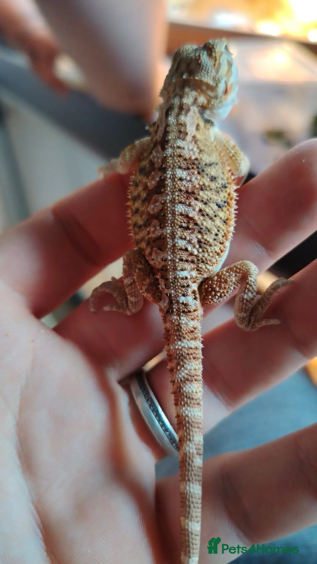 Bearded Dragon reptiles for sale: baby bearded dragon in Leicester - Advert 2