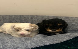 Toy Poodle dogs for sale: Beautiful phanotom toy poodle boys  - Advert 6