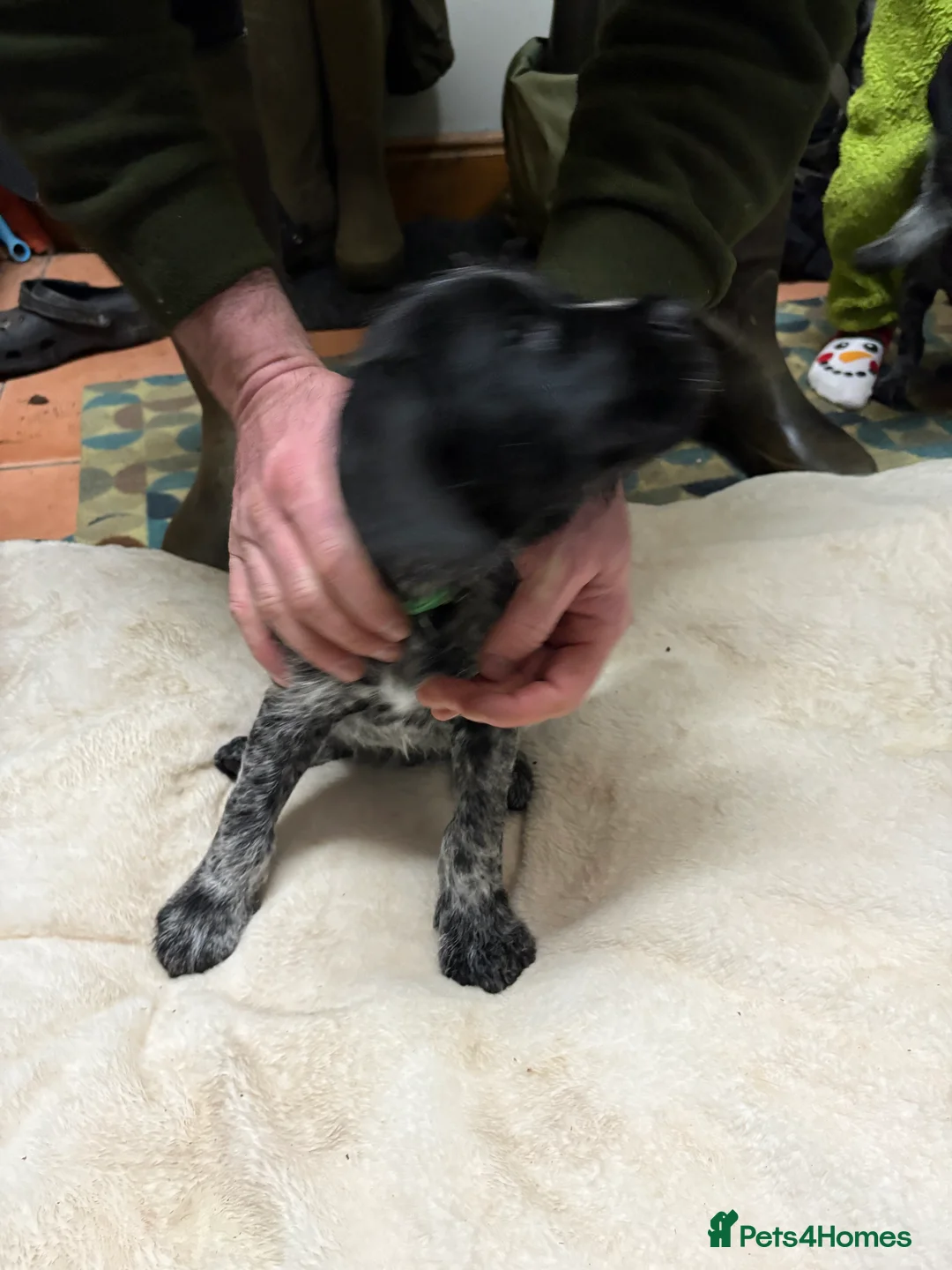 German Wirehaired Pointer dogs for sale: German wiredhaired pointer pups  - Advert 12