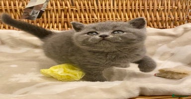 British Shorthair cats - Advert 2
