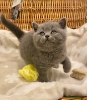 British Shorthair cats - Advert 2