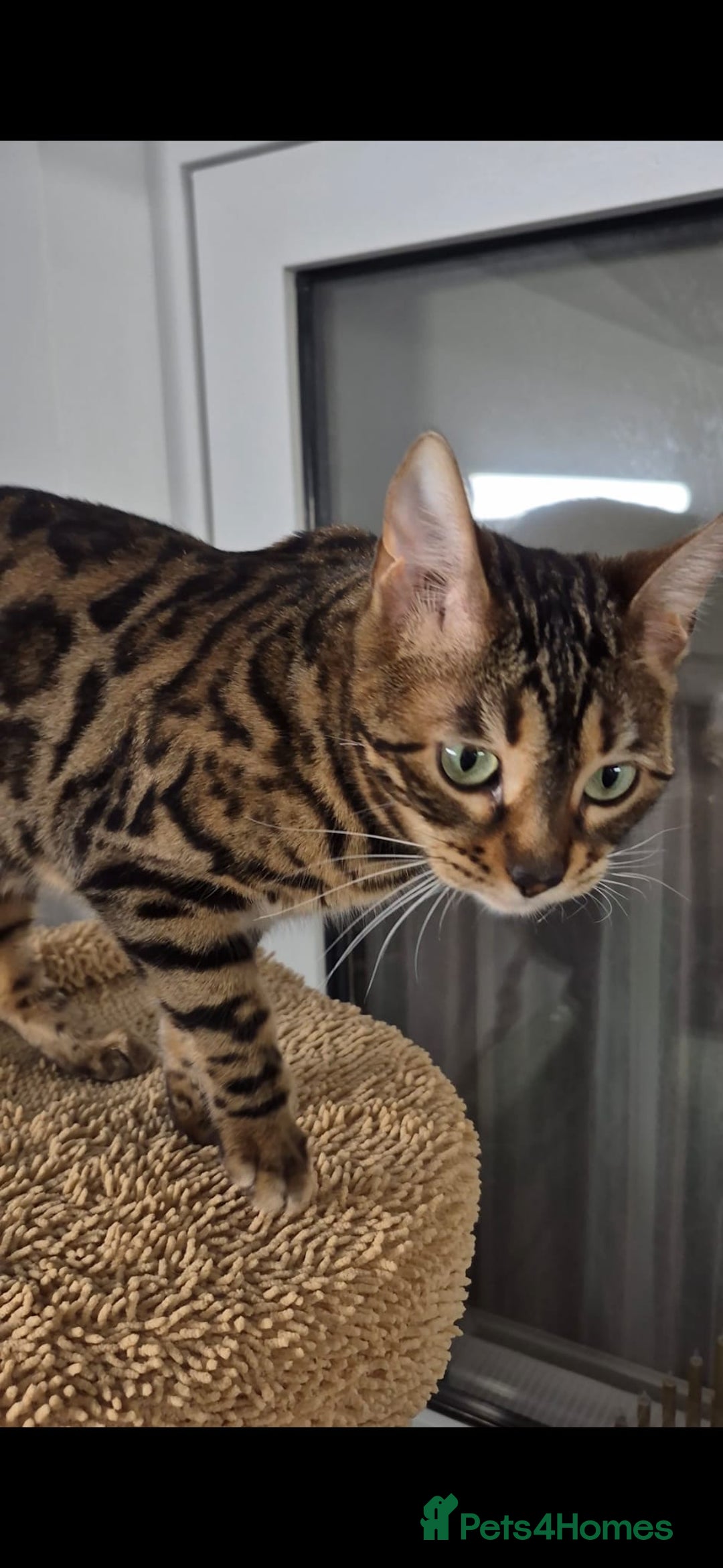 Bengal cats for sale: Bengal girl - Advert 2