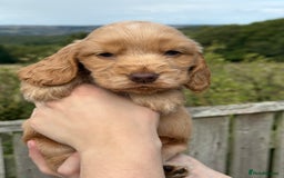 Cocker Spaniel dogs for sale: KC Show Cocker spaniels health tested parents  - Image 6