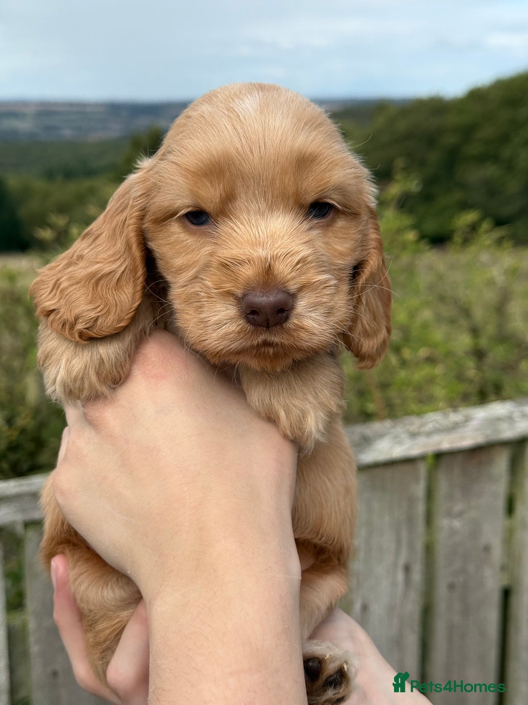 Cocker Spaniel dogs for sale: KC Show Cocker spaniels health tested parents  - Image 6