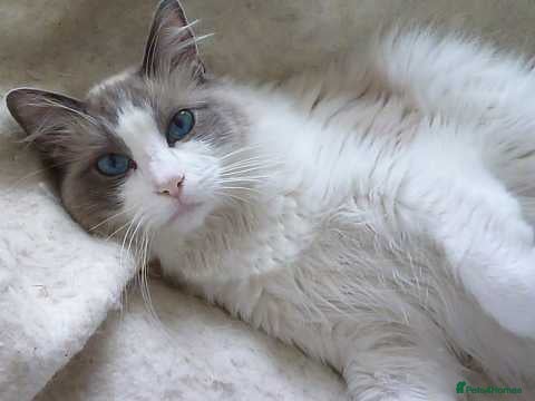 Ragdoll cats Ragdoll Bi-Colour Blue Boy - Advert 16