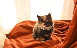 British Longhair cats for sale: 4 British Longhair x Persian Chinchilla Kittens  - Image 1