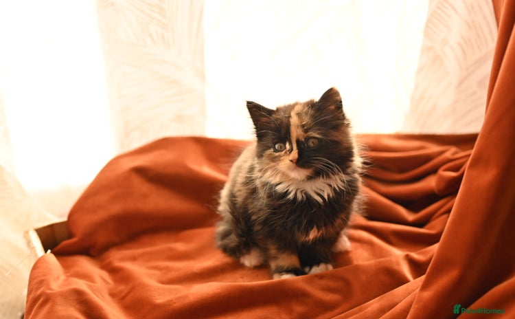 British Longhair cats - Advert 1