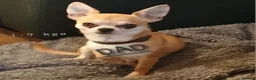 Chihuahua dogs for sale: Short haired tiny chihuahua pups ready now - Advert 14