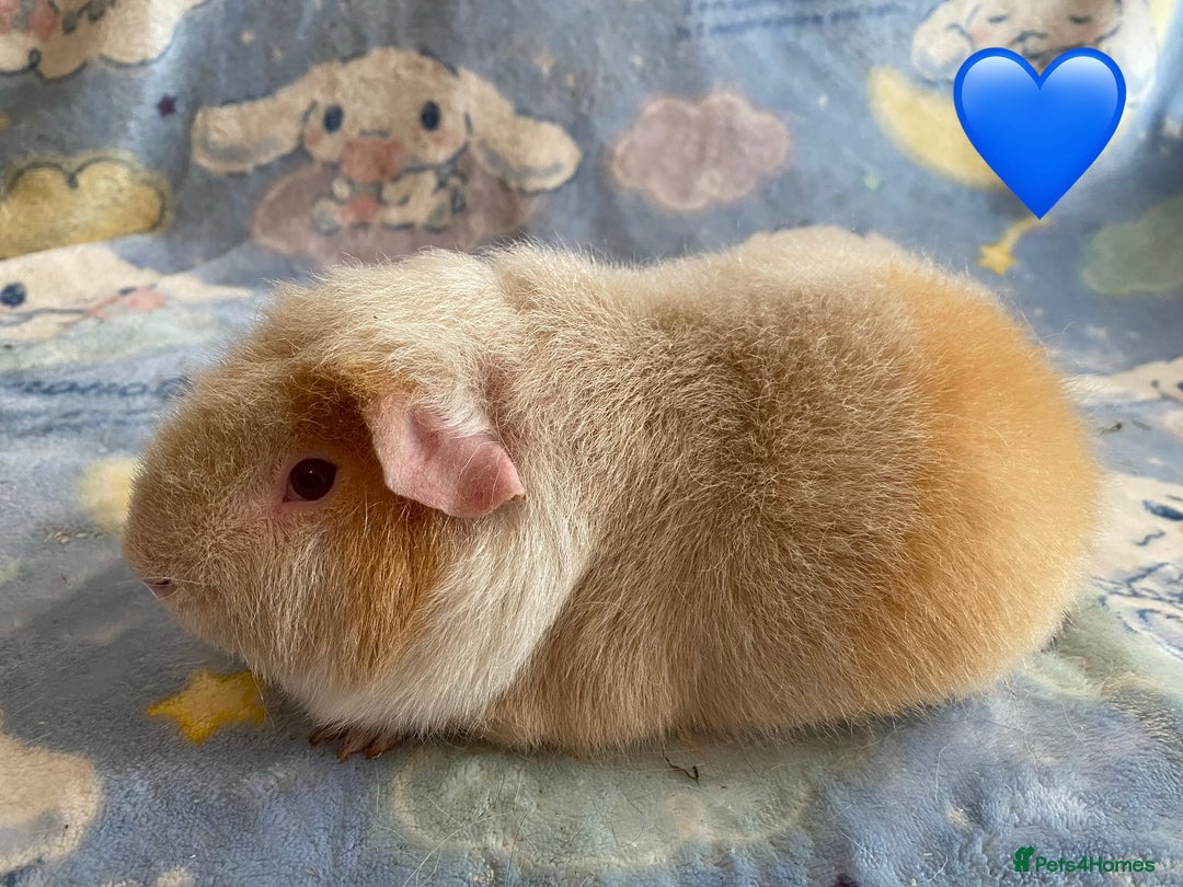 Guinea Pig rodents for sale: Gorgeous baby Guinea pigs - Advert 2