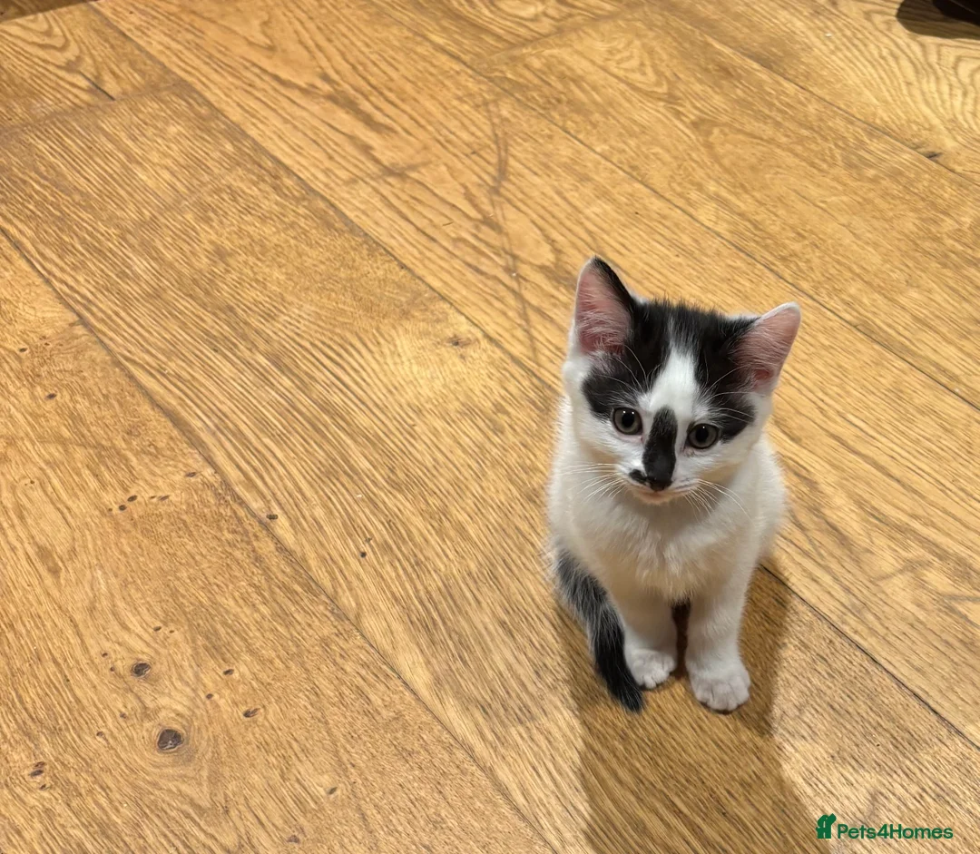 Mixed Breed cats for sale: Beautiful black & white kittens - Advert 6