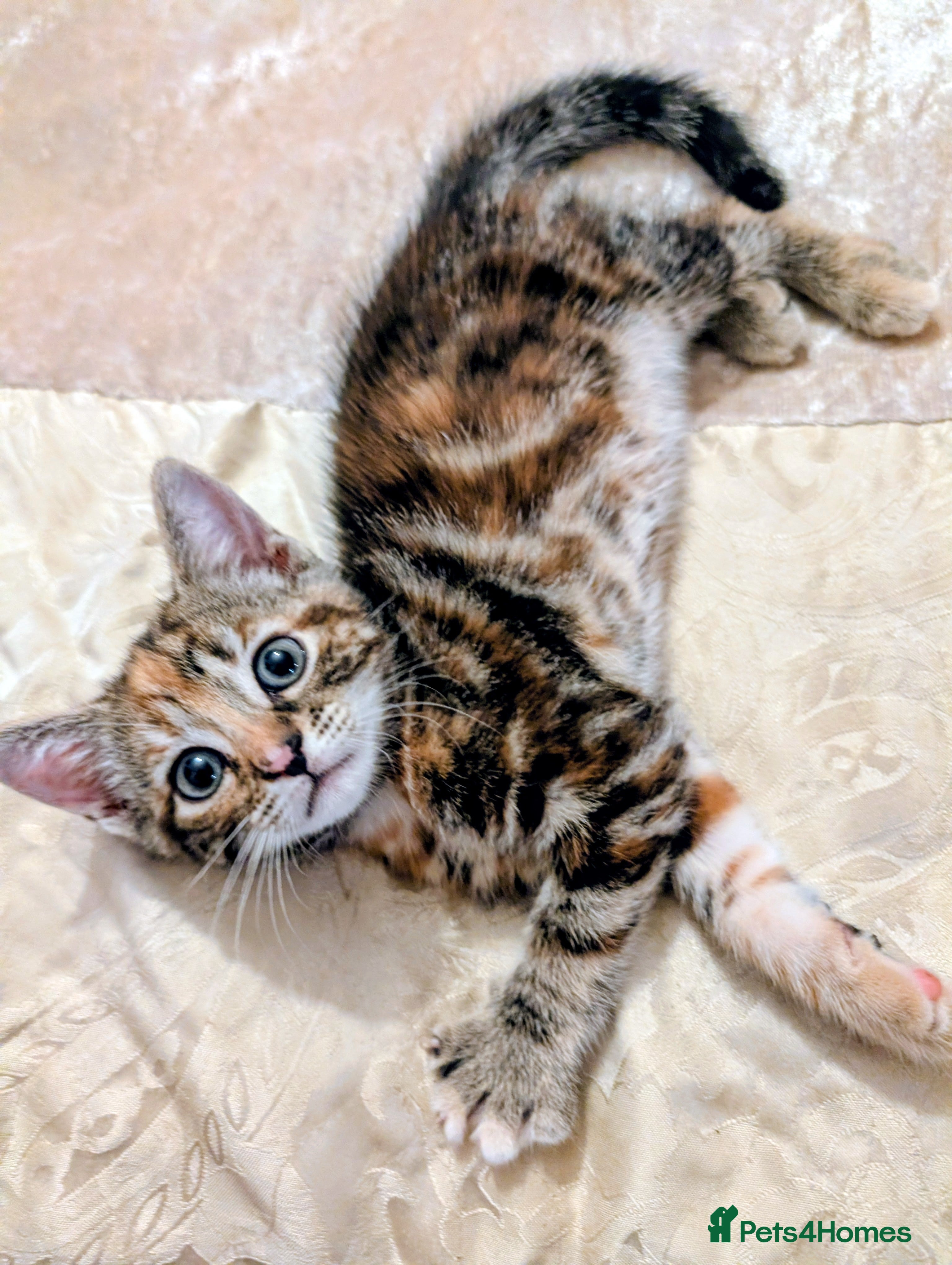 Mixed Breed cats Rainbow litter of - part BSH - Advert 1