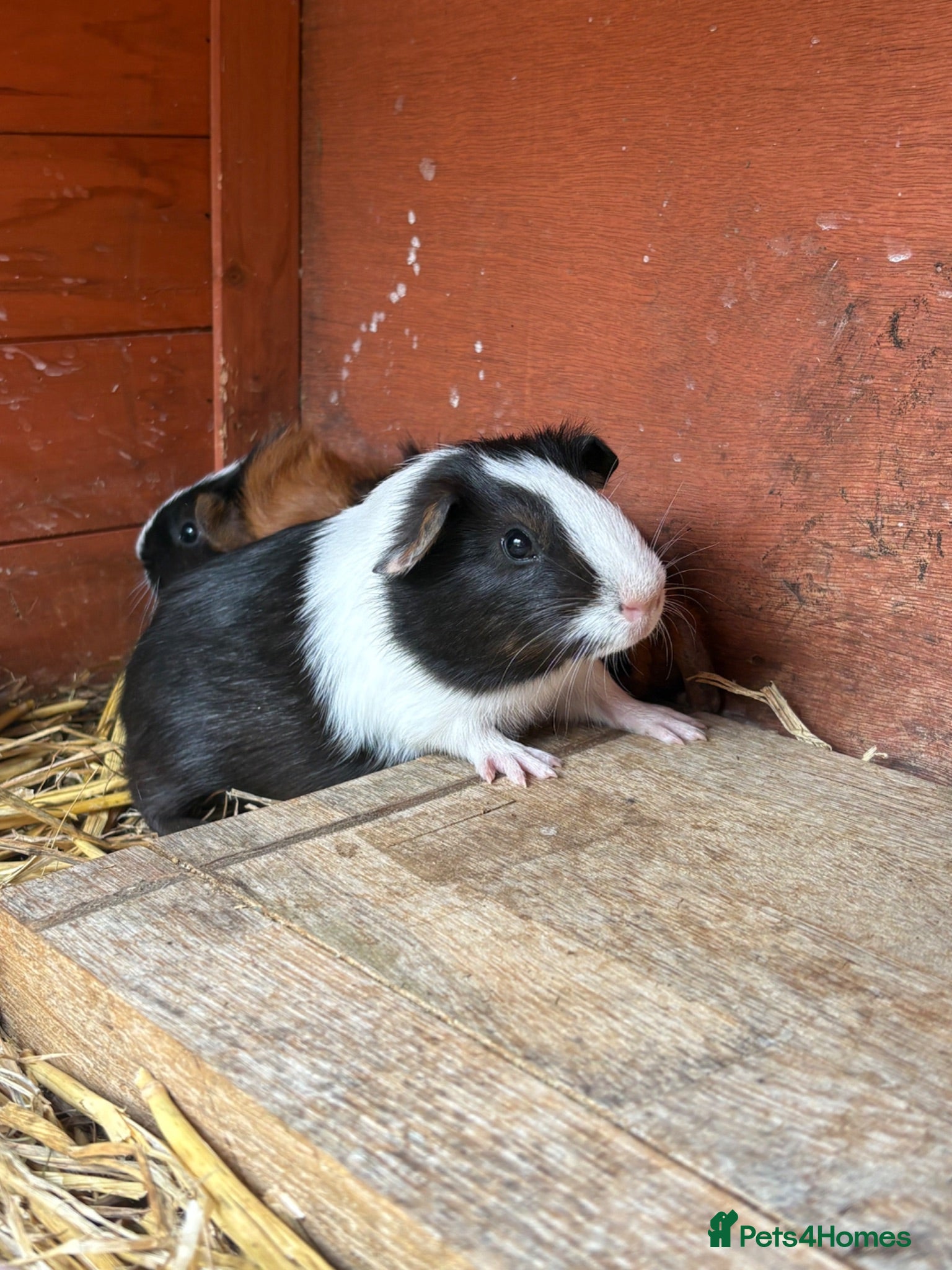 Guinea Pig rodents Guinea pig babies boys - Advert 11