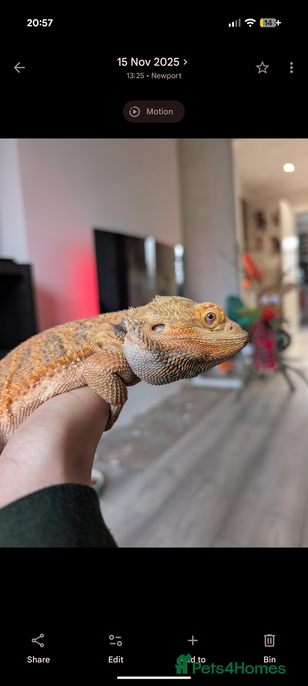 Bearded Dragon reptiles for sale: Bearded dragon & vivarium/unit  - Advert 1