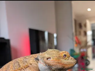 Bearded Dragon reptiles Bearded dragon & vivarium/unit - Advert 13