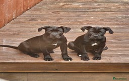 Cane Corso dogs for sale:  Cane corso puppies in Sheffield - Image 7