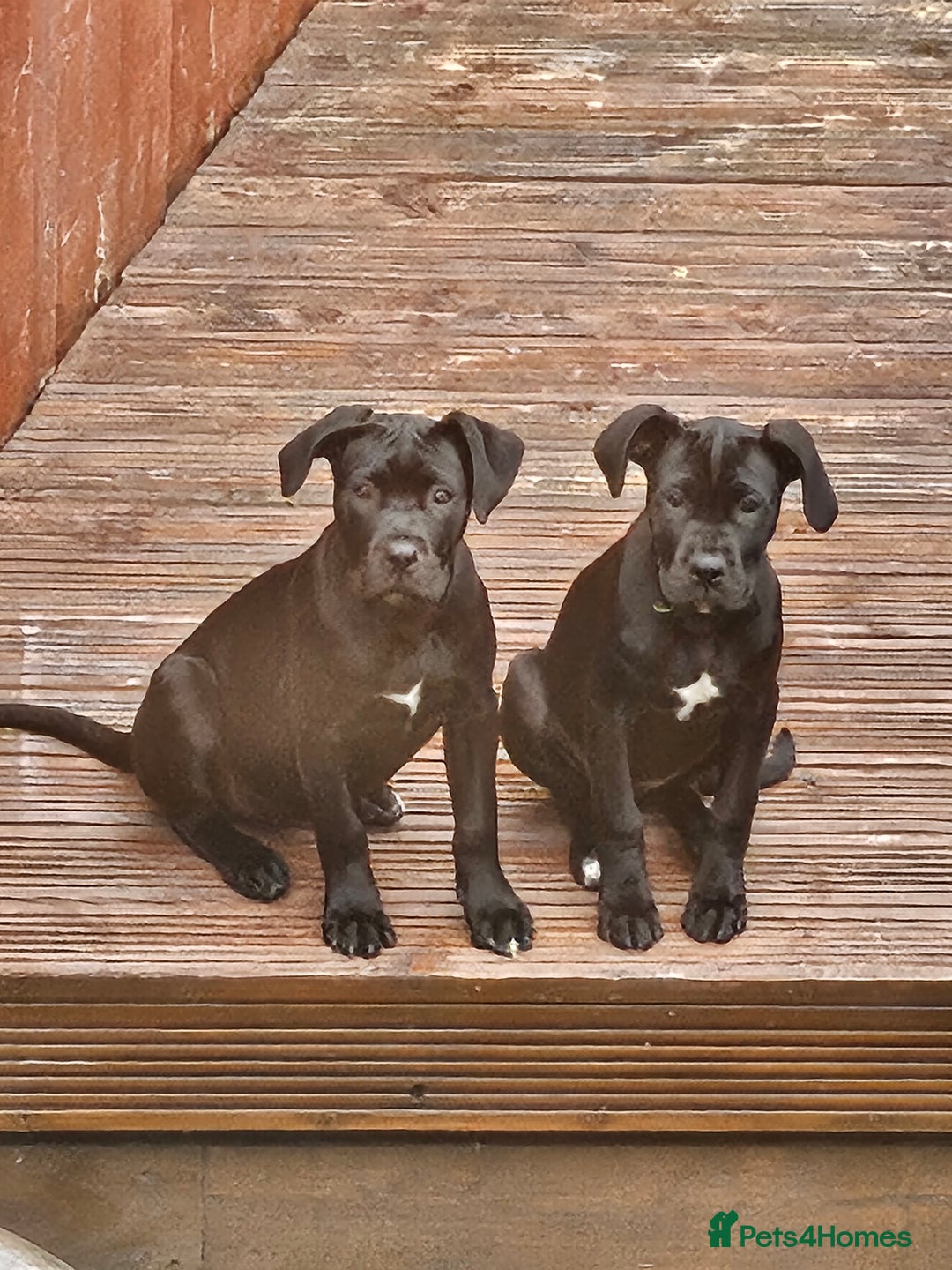 Cane Corso dogs for sale:  Cane corso puppies in Sheffield - Image 7