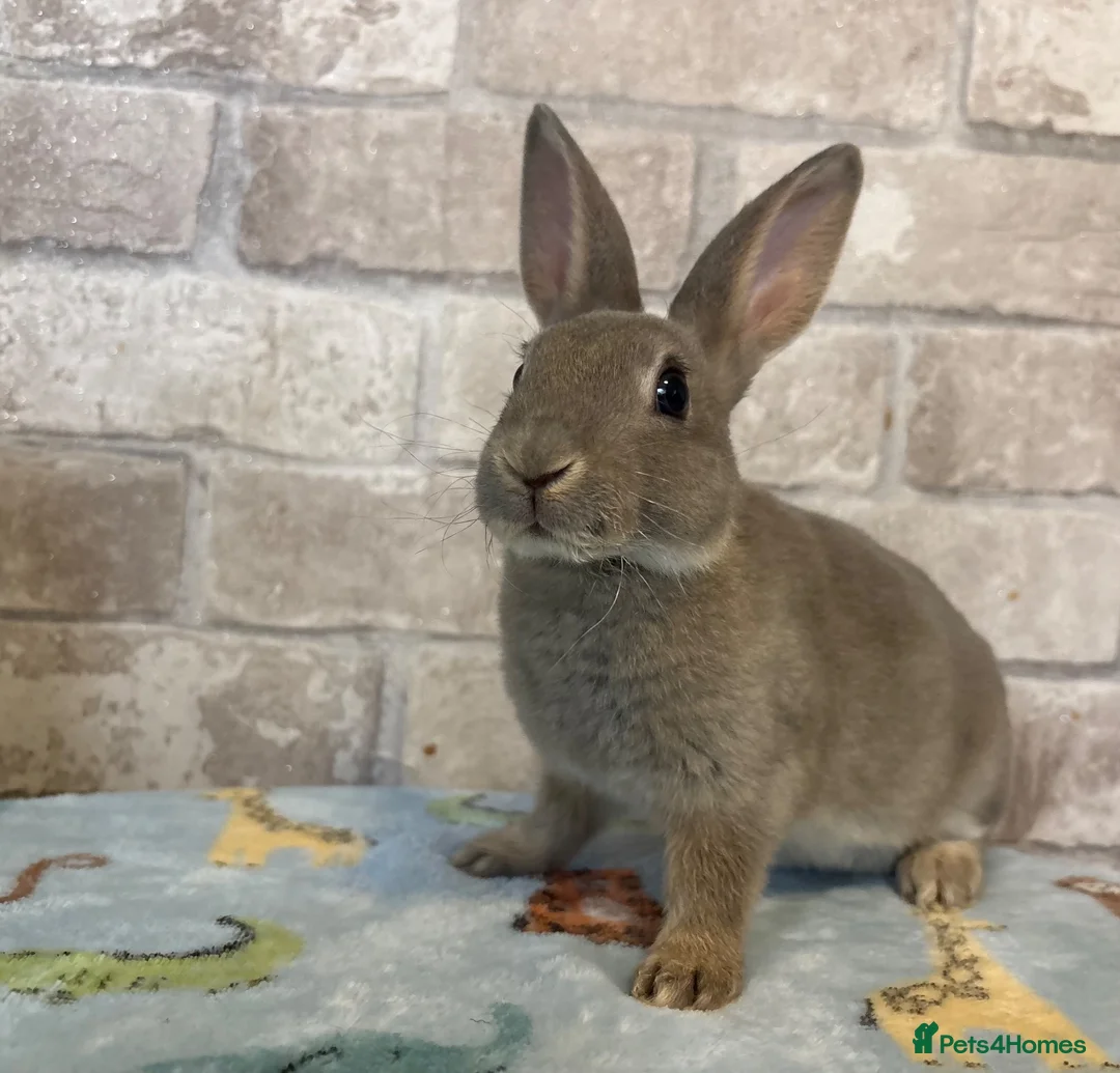 Rex rabbits for sale: Mini Rex  - Advert 2