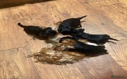 Yorkshire Terrier dogs for sale: Mini Yorkshire Terries  - Image 9