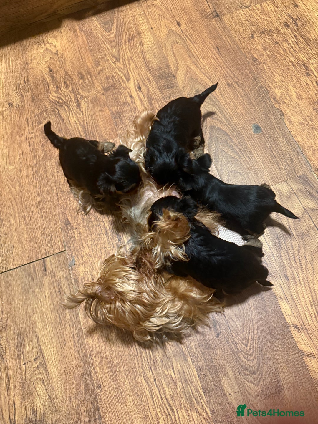 Yorkshire Terrier dogs for sale: Mini Yorkshire Terries  - Image 9