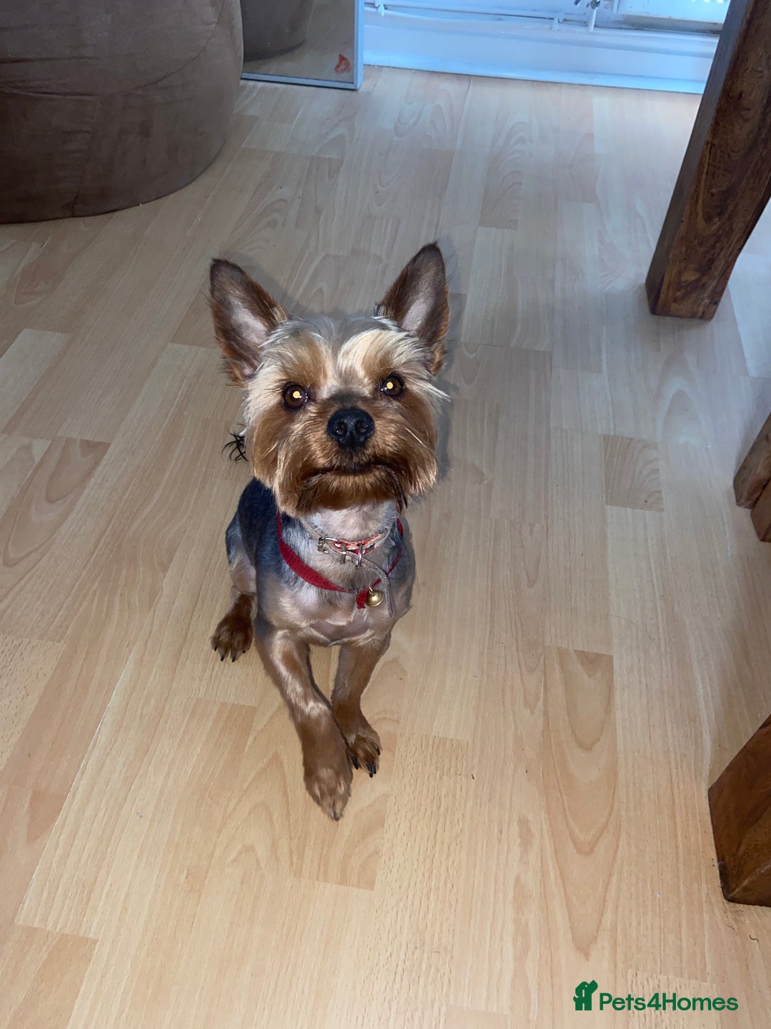 Yorkshire Terrier dogs for stud: Magnificent Yorkie Stud  - Advert 13