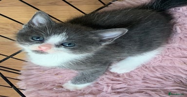 Mixed Breed cats - Advert 4