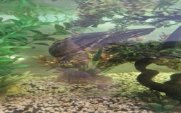 Turtle reptiles for sale: 2 musk turtles and tank - Image 4