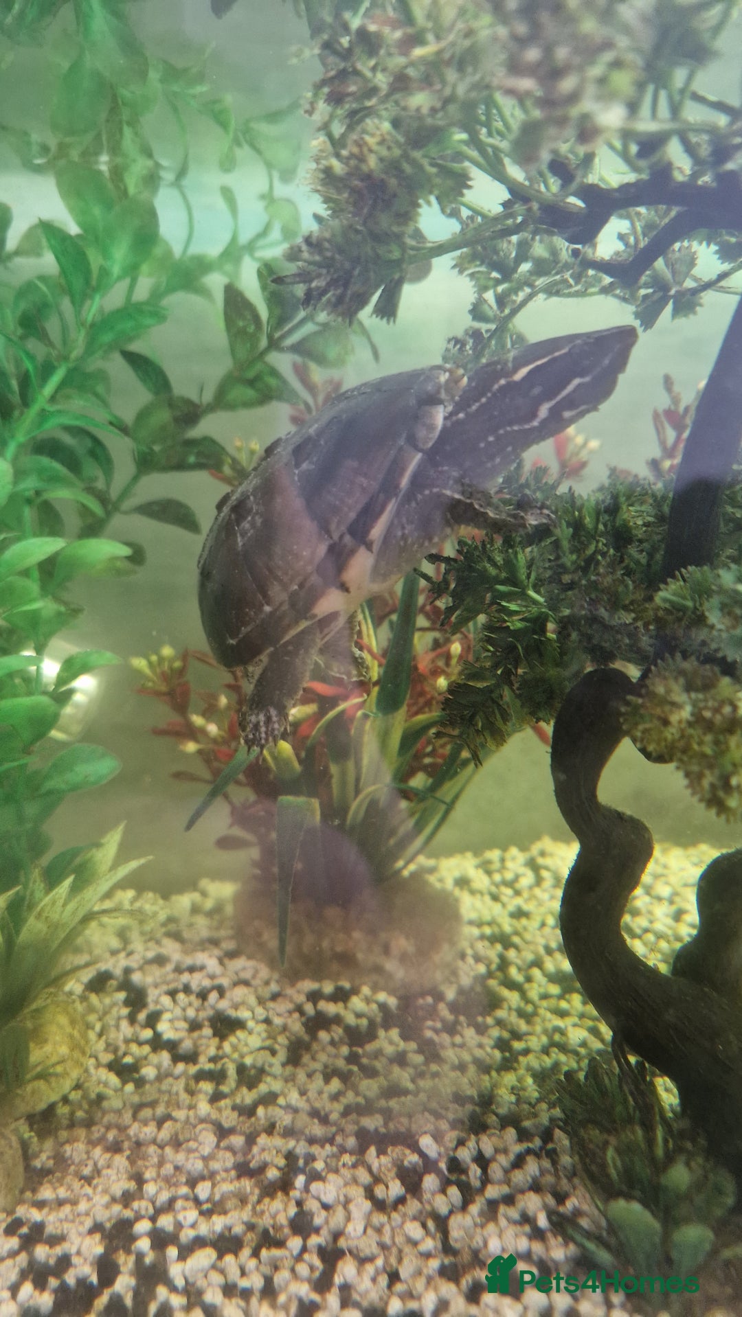 Turtle reptiles for sale: 2 musk turtles and tank - Image 4