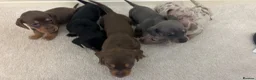 Miniature Dachshund dogs for sale: Stunning dachshund puppies   - Advert 5