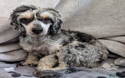 Cavapoo dogs for sale: Stunning CAVAPOO pups, DNA health tested parents - Image 6