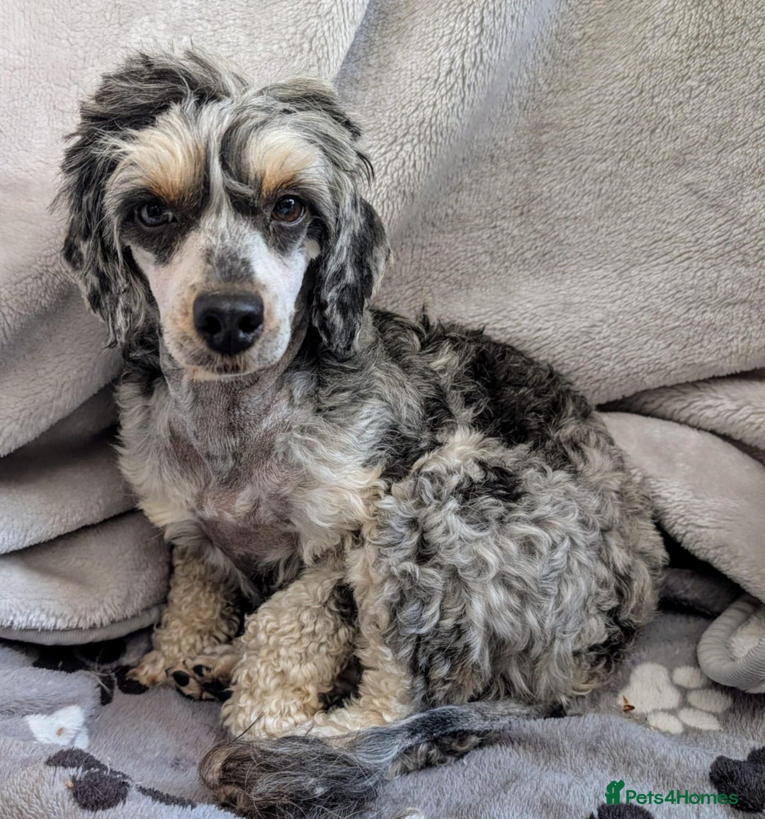 Cavapoo dogs for sale: Stunning CAVAPOO pups, DNA health tested parents - Image 6