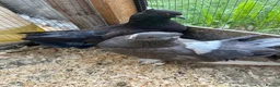 Pigeons birds for sale: Indian fantails - Advert 7