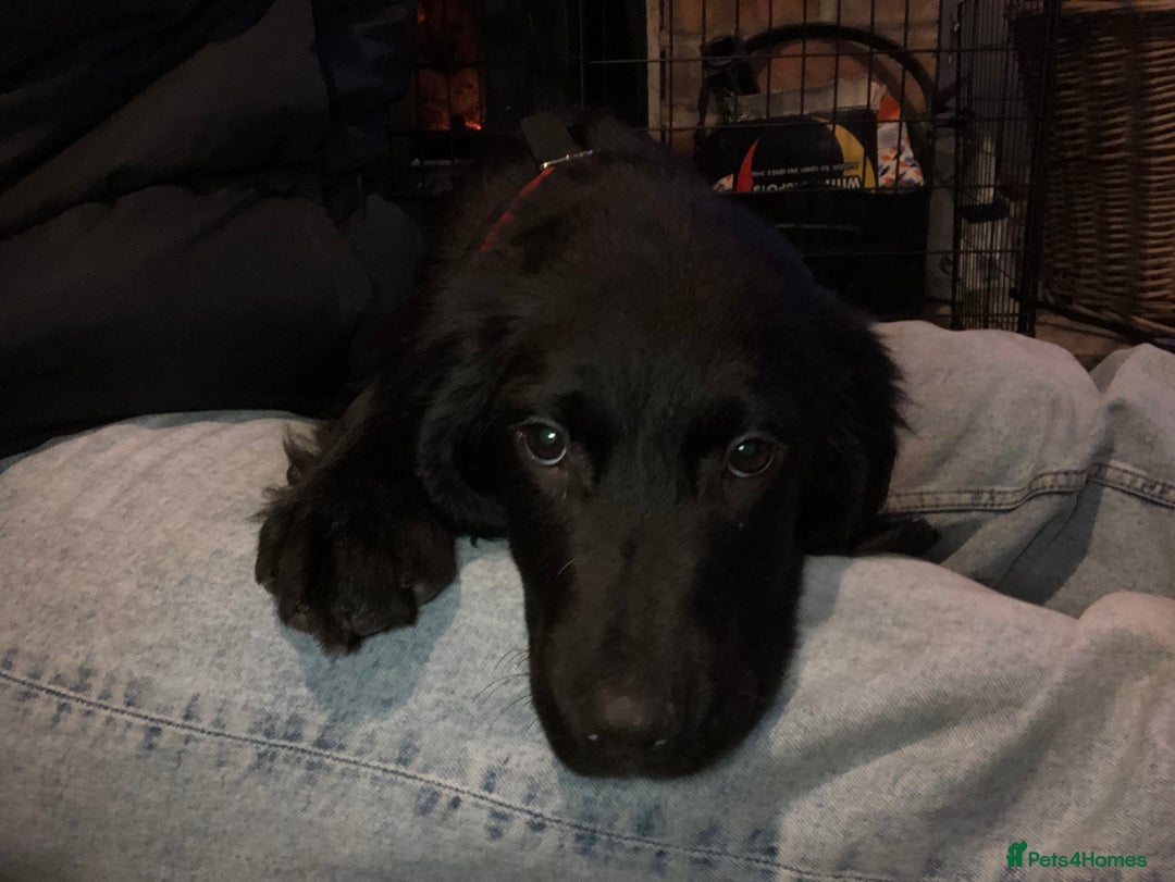 Mixed Breed dogs for sale: Black male springadore  - Image 1