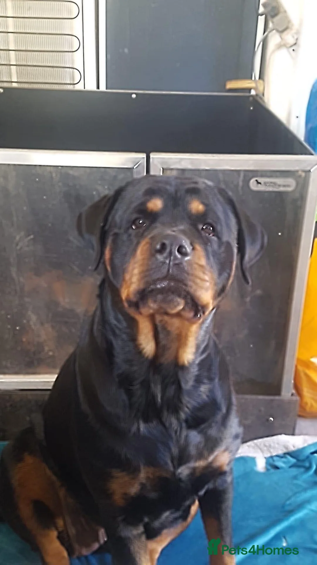 Rottweiler dogs for sale: Kc registered 2 years old female Rottweiler in Luton - Advert 8