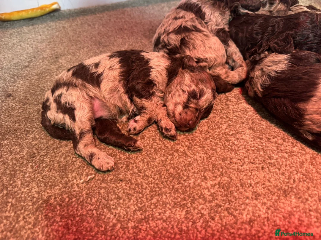 Cockapoo dogs for sale: Stunning F1bb toy cockerpoo puppies - Advert 14