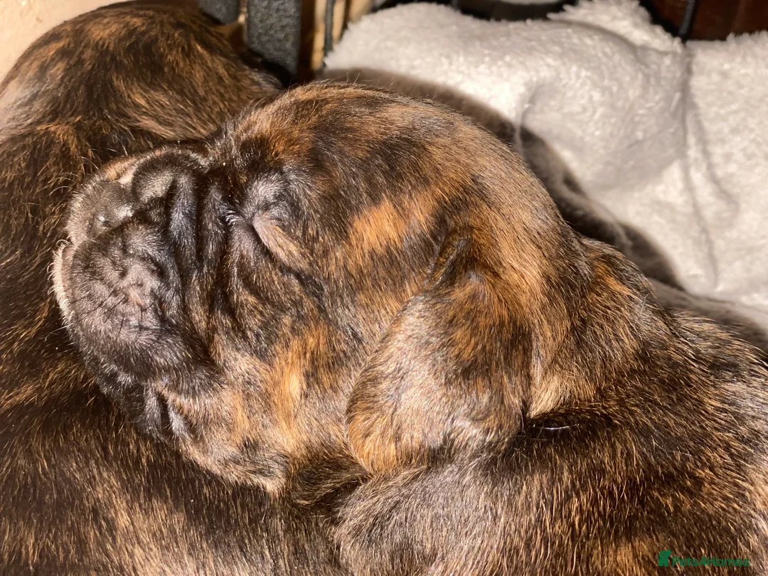 Mixed Breed dogs for sale: 🧬Kc reg mum black boxer & mini boxer pups 🤩 8wk - Advert 2