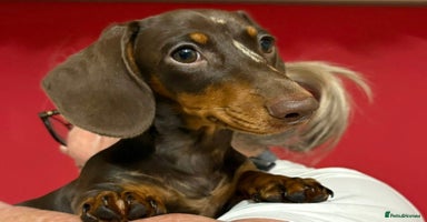 Miniature Dachshund dogs - Advert 7
