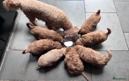 Cavapoo dogs for sale: 7 week old Cavapoo puppies - Bucks/Herts border - Image 8