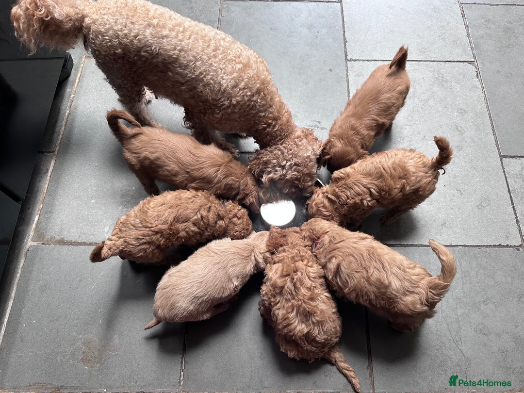 Cavapoo dogs for sale: 7 week old Cavapoo puppies - Bucks/Herts border - Image 8