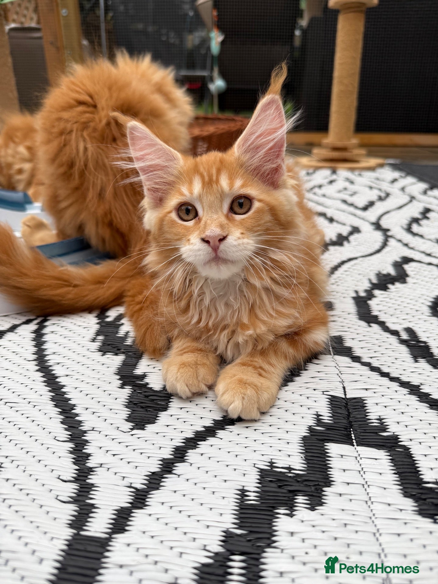 Maine Coon cats TICa reg 9 XXL Massive Red Kittens - Advert 1