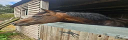 English Thoroughbred horses for sale: 15.1 Bay Thoroughbred 2yrs  - Advert 2