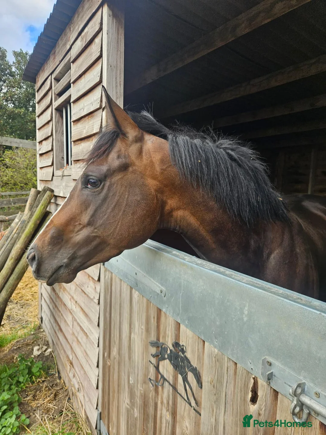 English Thoroughbred horses for sale: 15.1 Bay Thoroughbred 2yrs  - Advert 2