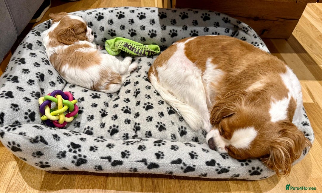 Cavalier King Charles Spaniel dogs for sale: King Charles Cavalier Blenheim boy available 🐶🥰 - Advert 10