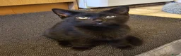 Mixed Breed cats for sale: 3 Playful Black Brother Kittens Looking for Homes - Advert 21