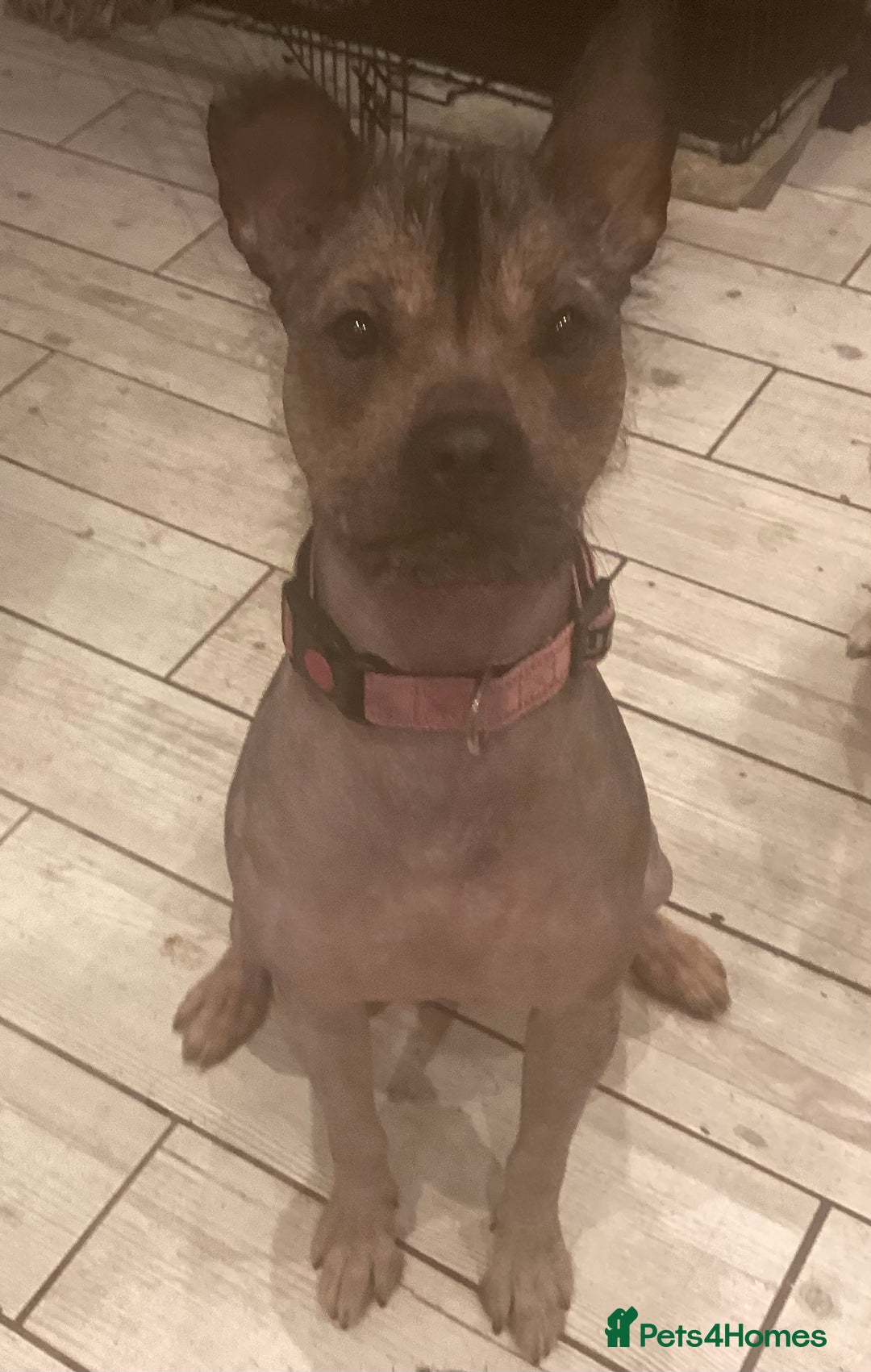 Mixed Breed dogs for sale: Hairless standard sized mixed breed girl - Advert 9