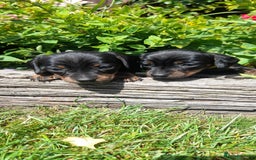 Miniature Dachshund dogs for sale: Smooth haired minature dacshund  - Image 18