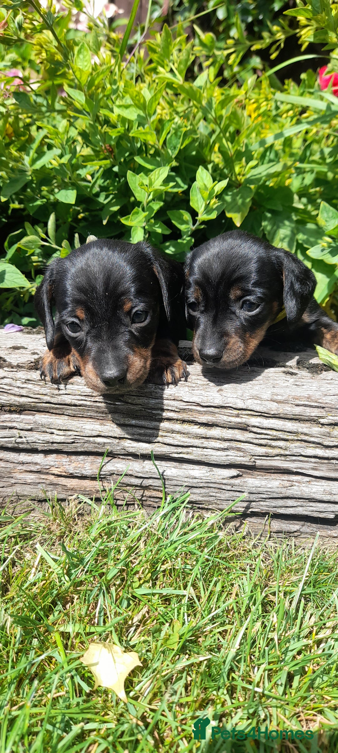Miniature Dachshund dogs for sale: Smooth haired minature dacshund  - Image 18