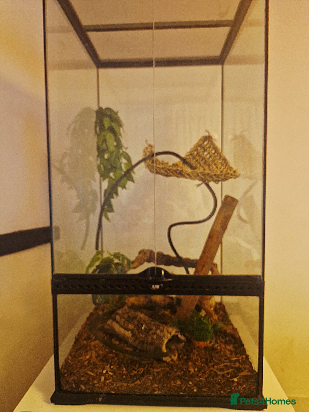 Gecko reptiles for sale: 6 Year Old Female Crested Gecko + Full Terranium - Advert 4