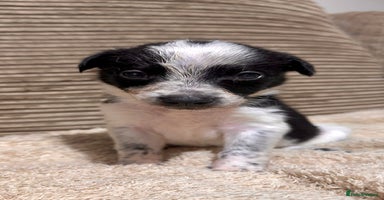 Mixed Breed dogs - Advert 6