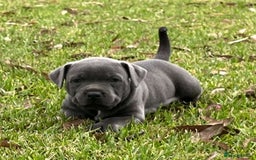 Staffordshire Bull Terrier dogs for sale: Staffordshire  puppies for sale - Image 5