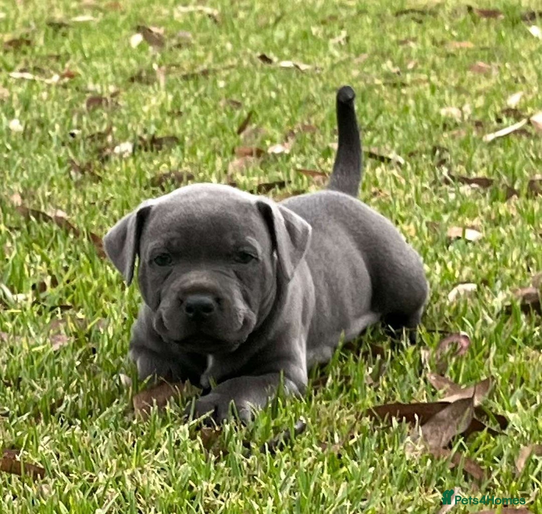 Staffordshire Bull Terrier dogs for sale: Staffordshire  puppies for sale - Image 5